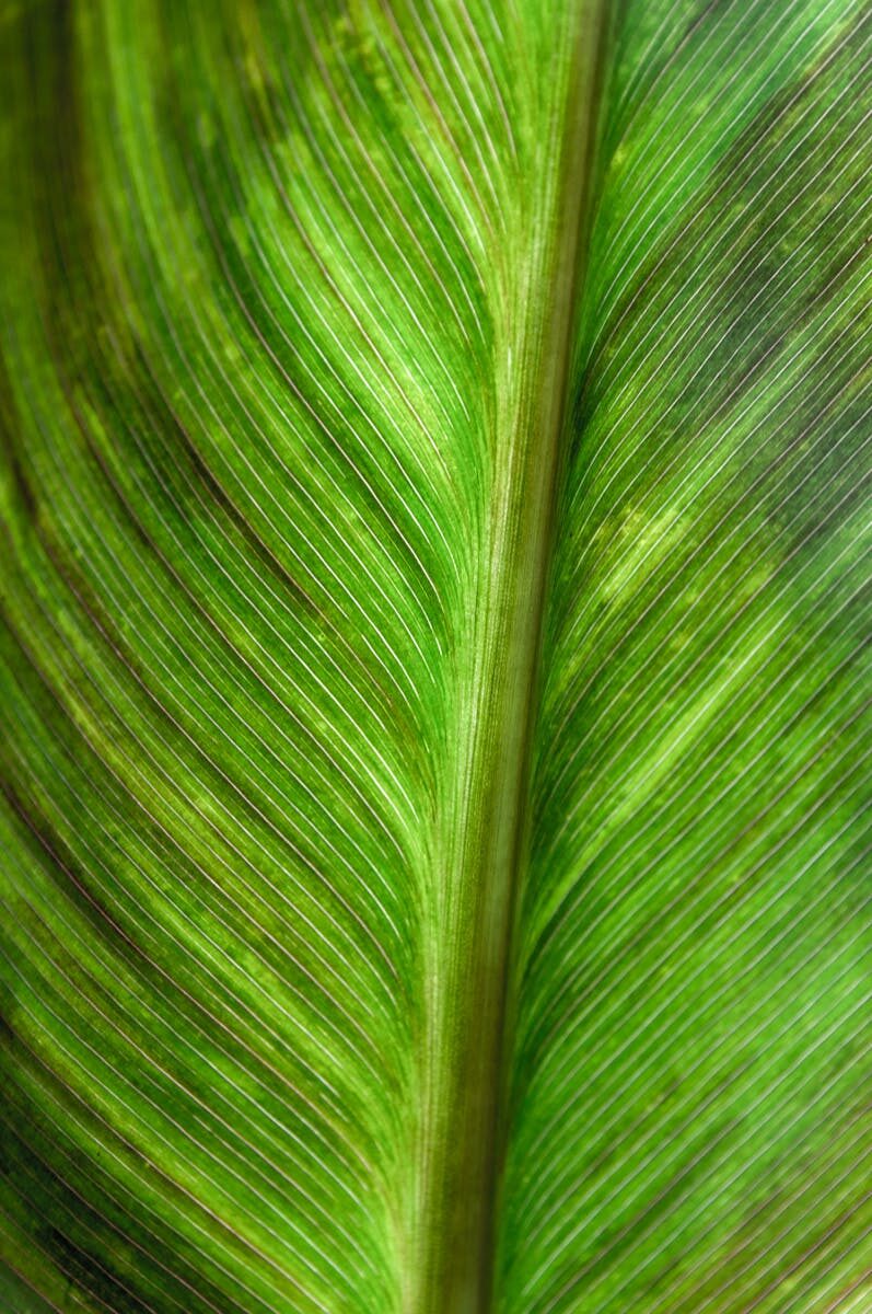 Armed Forces West Asia